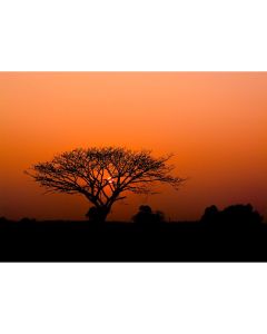 Digitaldruck Orange, Terrakotta, Rot, Schwarz, Anthrazit Rasch (1042446)