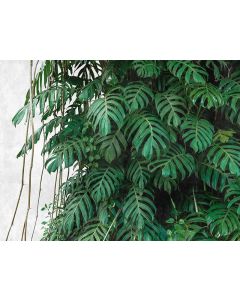 Digitaldruck Botanic & Jungle livingwalls (1039870)