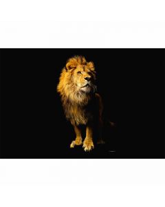 Digitaldruck Lion livingwalls (CDD114-6607)