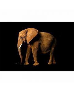 Digitaldruck ElephantSite livingwalls (1034243)