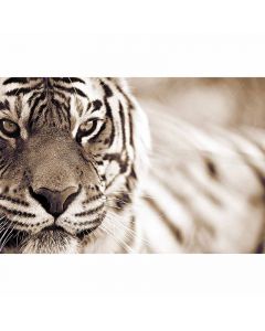 Digitaldruck Tiger livingwalls (1034245)