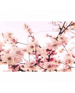 Digitaldruck CherryBlossom livingwalls (1034332)