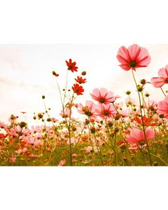 Digitaldruck Flower Meadow 1 livingwalls (1031906)