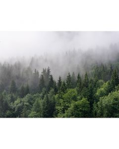 Digitaldruck Foggy Fir Trees livingwalls (1031908)
