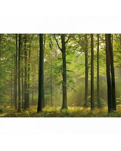 Digitaldruck Autumn Forest livingwalls (CDD118-8579)