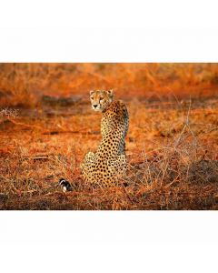 Digitaldruck Leopard Safari livingwalls (1033882)