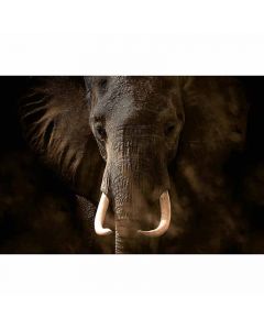 Digitaldruck Elephant Ivory livingwalls (1033886)