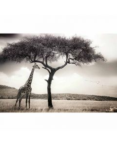 Digitaldruck Giraffe Safari livingwalls (1033887)