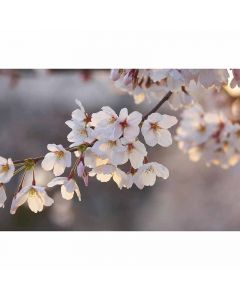 Digitaldruck Cherry Blossoms livingwalls (1034010)