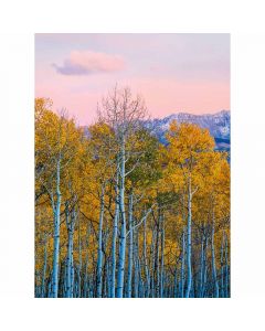 Digitaldruck Birches And Mountains livingwalls (1034034)