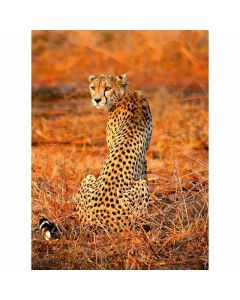 Digitaldruck Leopard Safari livingwalls (1034037)