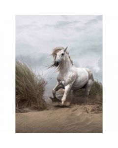 Digitaldruck White Wild Horse livingwalls (1034039)