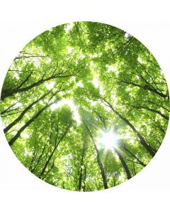 Digitaldruck Sunny Forest livingwalls (1034146)