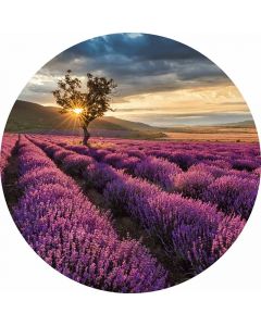 Digitaldruck Lavender in the Provence livingwalls (1034153)
