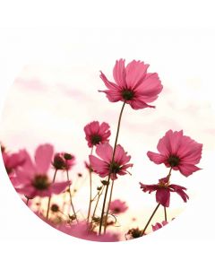 Digitaldruck Pink Kosmeen livingwalls (1034154)