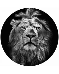 Digitaldruck Lion livingwalls (1034157)