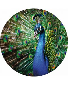 Digitaldruck Beautiful Peacock livingwalls (1034159)