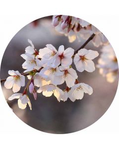 Digitaldruck Cherry Blossoms livingwalls (1034163)
