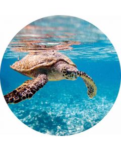 Digitaldruck Turtle on Travel livingwalls (1034169)
