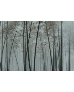 Digitaldruck in the bamboo 1 livingwalls (CDD122-1007)
