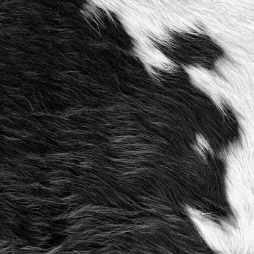 Tapete Schwarz-Weiß Rasch-Textil Digitaldruck-Tapete Vlies (1039458)