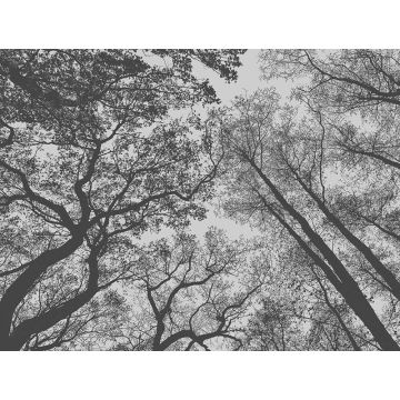 Digitaldruck-Tapete Botanic & Jungle livingwalls (1039869)