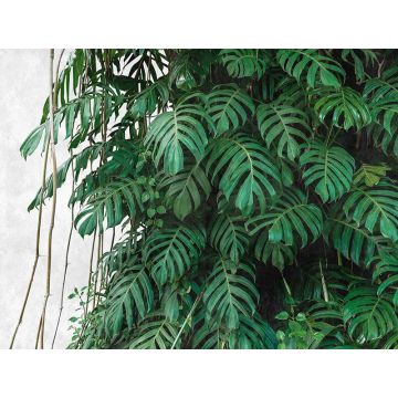 Digitaldruck-Tapete Botanic & Jungle livingwalls (1039870)