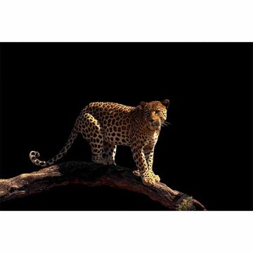 Digitaldruck-Tapete Leopard livingwalls (1034237)