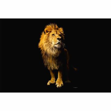 Digitaldruck-Tapete Lion livingwalls (1034239)