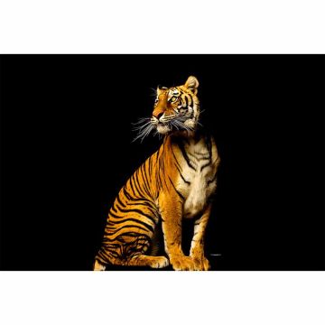 Digitaldruck-Tapete Tiger livingwalls (1034240)