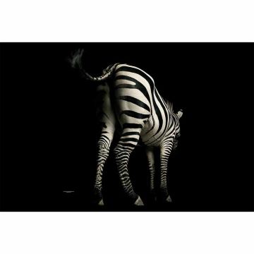 Digitaldruck-Tapete Zebra livingwalls (1034241)