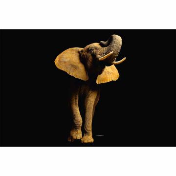 Digitaldruck-Tapete ElephantFont livingwalls (1034242)