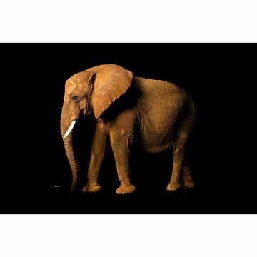 Digitaldruck-Tapete ElephantSite livingwalls (1034243)