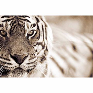 Digitaldruck-Tapete Tiger livingwalls (1034245)