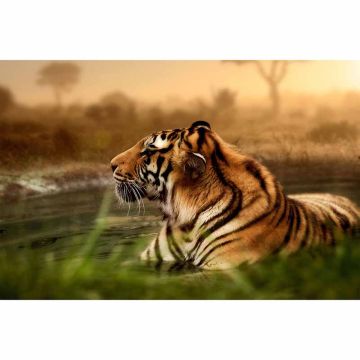 Digitaldruck-Tapete Tiger livingwalls (1034247)