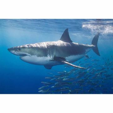 Digitaldruck-Tapete WhiteShark livingwalls (1034249)