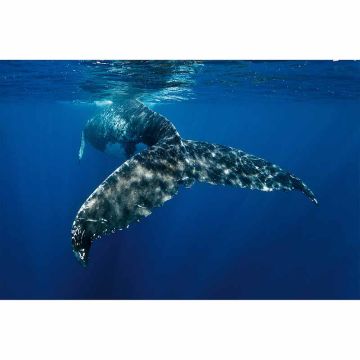 Digitaldruck-Tapete WhaleFin livingwalls (1034251)
