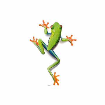 Digitaldruck-Tapete Frog livingwalls (1034253)