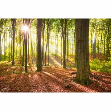 Digitaldruck-Tapete ForestSummer livingwalls (1034306)