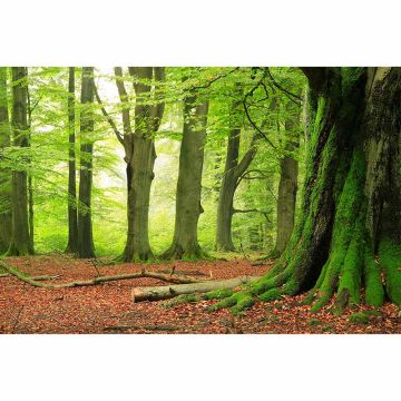 Digitaldruck-Tapete Forest livingwalls (1034308)