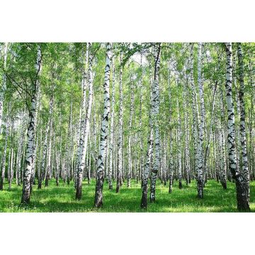 Digitaldruck-Tapete BirchinSummer livingwalls (1034309)