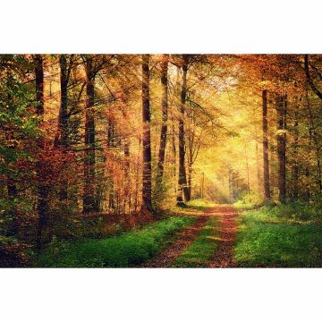Digitaldruck-Tapete AutumnForest2 livingwalls (1034312)