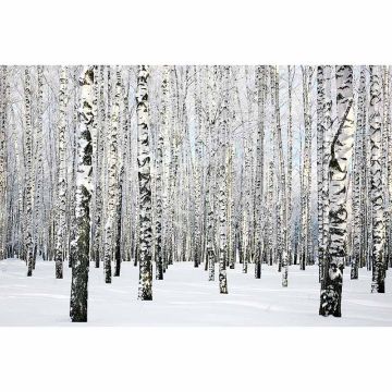 Digitaldruck-Tapete BirchInWinter livingwalls (1034313)