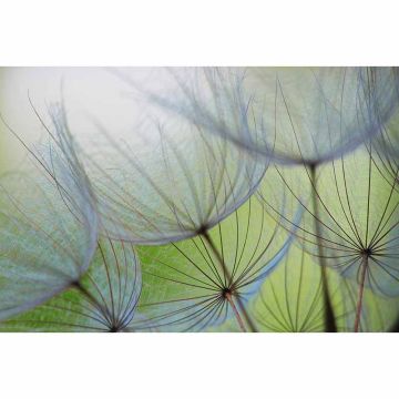Digitaldruck-Tapete Dandelion livingwalls (1034314)