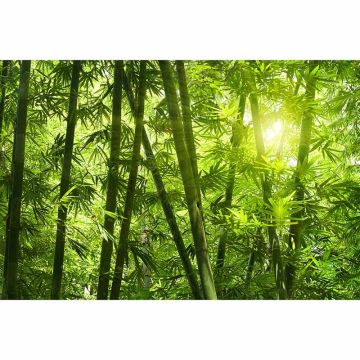 Digitaldruck-Tapete BambooForest livingwalls (1034315)