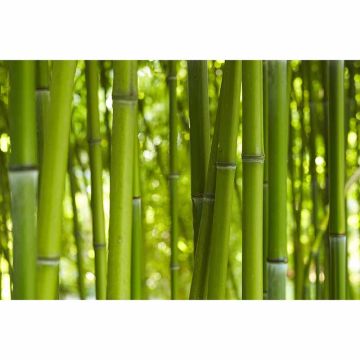 Digitaldruck-Tapete BambooinDayl livingwalls (1034316)