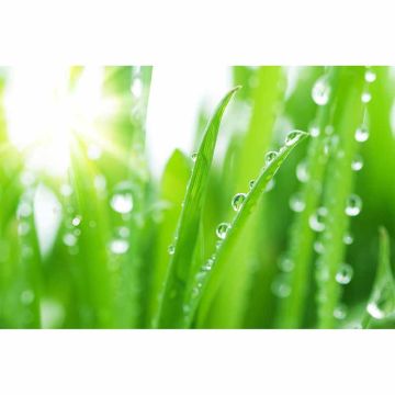 Digitaldruck-Tapete GrassinDewdrop livingwalls (1034317)