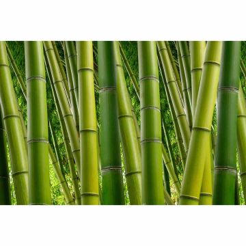 Digitaldruck-Tapete Bamboo livingwalls (1034318)
