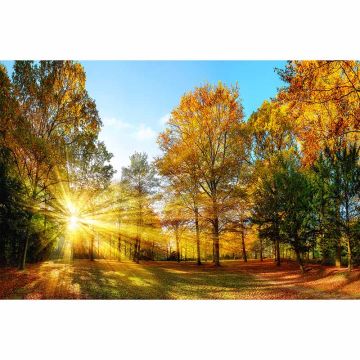 Digitaldruck-Tapete AutumnForest1 livingwalls (1034322)