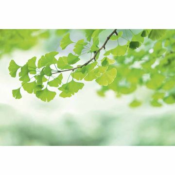 Digitaldruck-Tapete Ginkgo livingwalls (1034331)